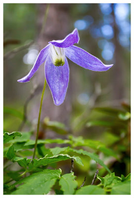 Alpine clematis