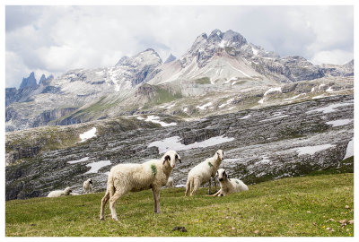 Sheep on the plateau
