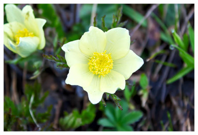 Alpine pasque flower