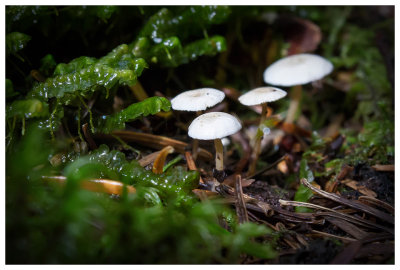 Tiny mushrooms
