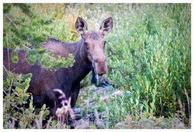 Cooke City: The Beartooths and Yellowstone