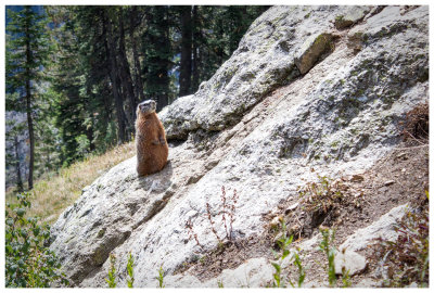 Marmot at attention