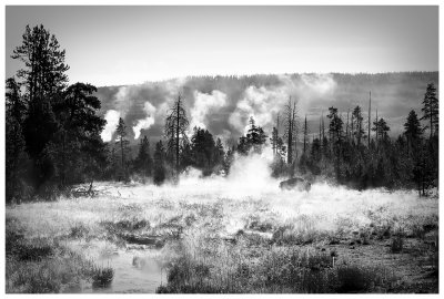 Bison in the mist