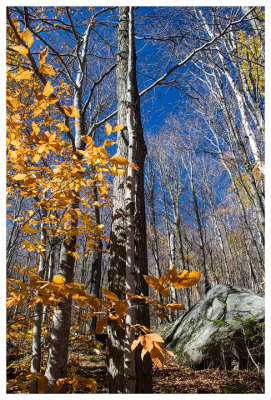 Some pockets of color on Pitchoff