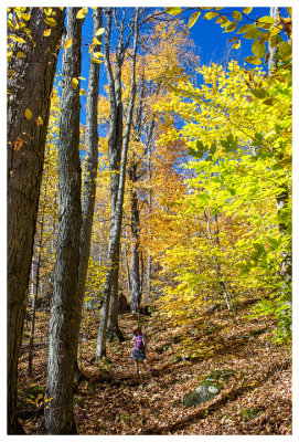 Norah and a parade of trees