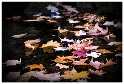 Floating leaves