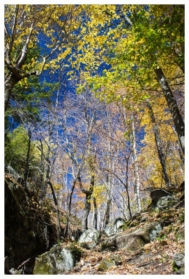 Pretty fall forest