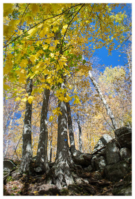 Stand of trees on Giant