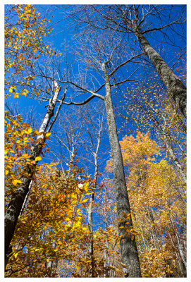 Fall on Giant