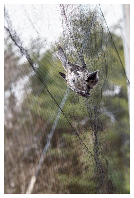 Feisty titmouse