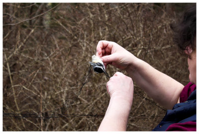 Extracting a chickadee