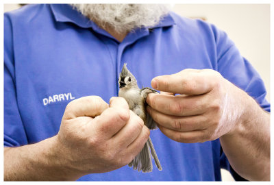 Rowdy titmouse