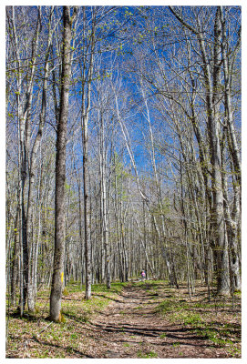 Hitting the trail - trees still waiting for spring