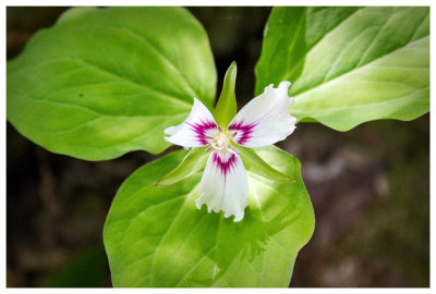 Painted trillium