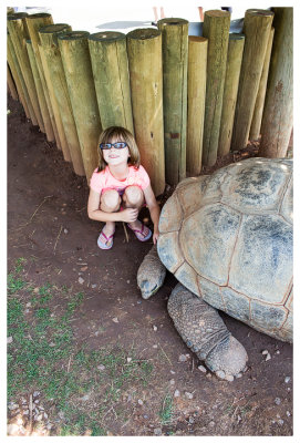 One of three tortoises