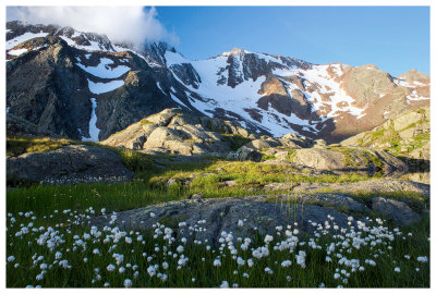 Alpine flowers and mountain views