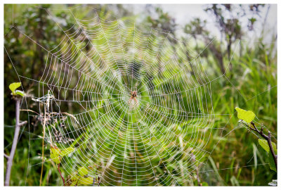Impressive web and spider