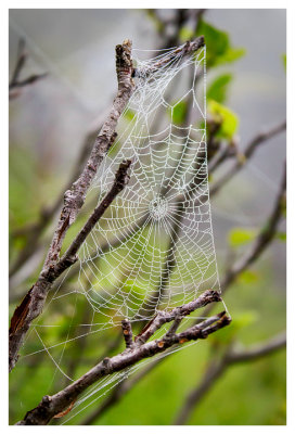 One of many webs we saw