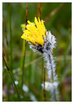 Alpine flower