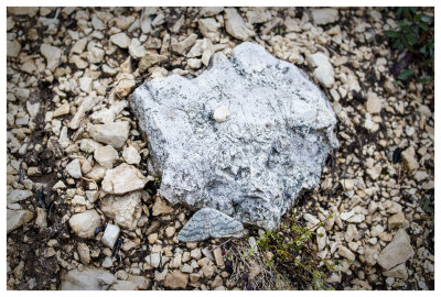 Camouflaged moth