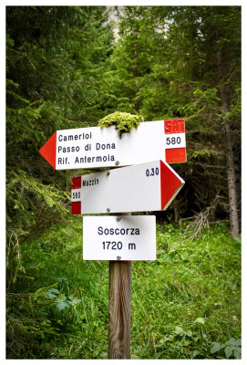 Mossy trail sign