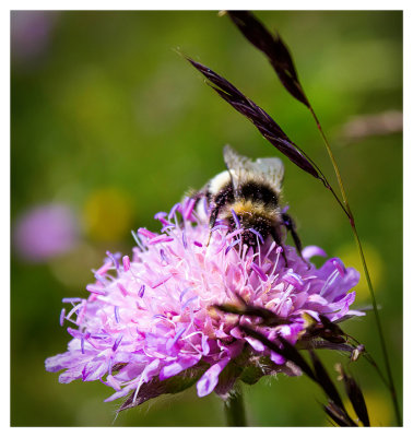 Bee doing his business