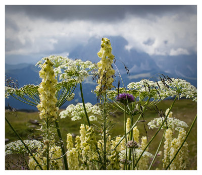 Late summer flowers