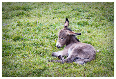 Baby donkey