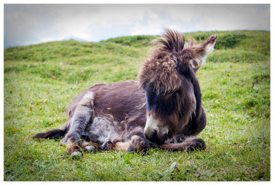 Nice hairdo