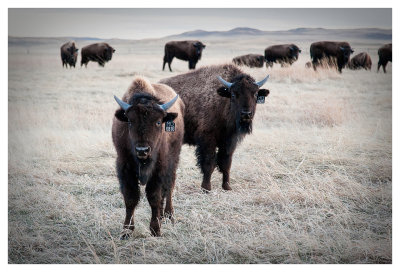 Bison ranch