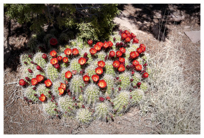 Blooming barrel cactus