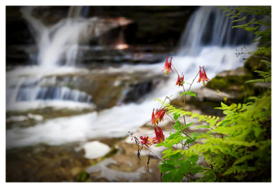 Columbine cascades