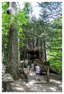 Six story tree house at Cayuga Nature Center