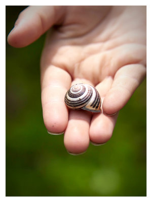One of many snail shells
