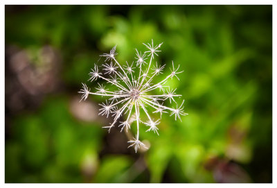 Plant skeleton