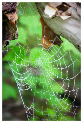 Another web