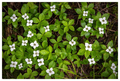 Bunchberry bunch