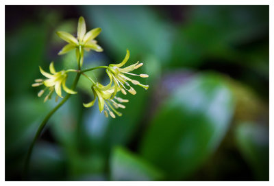 Yellow clintonia