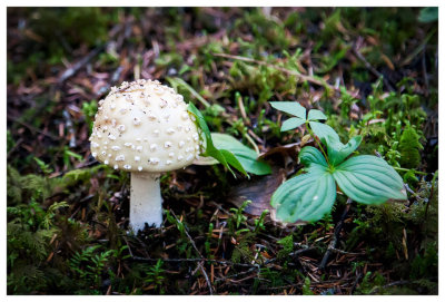Mushrooms and moss galore