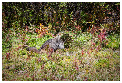 The marmot infested meadow