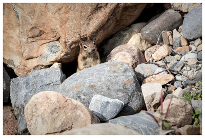Ground squirrel checking us out