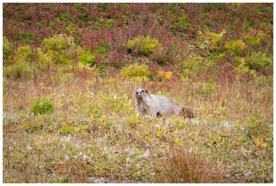 A pudgy marmot