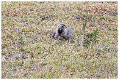 Another pudgy marmot