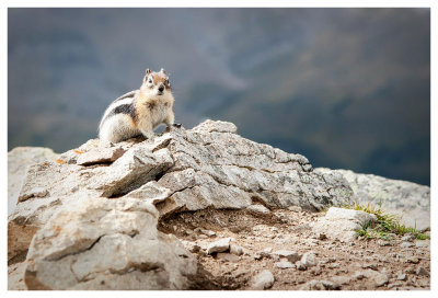 Ground squirrel on the prowl