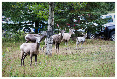 Jasper National Park: Day hikes