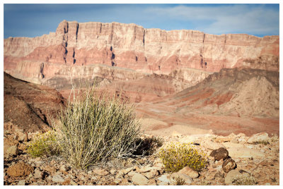 Typical desert plants at the overlook