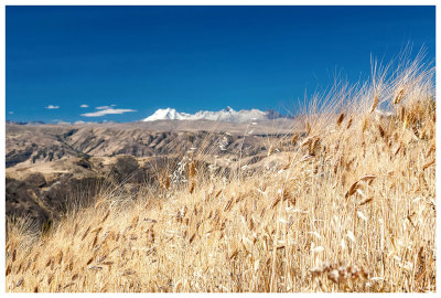 Wheat, a common crop on the mountainsides