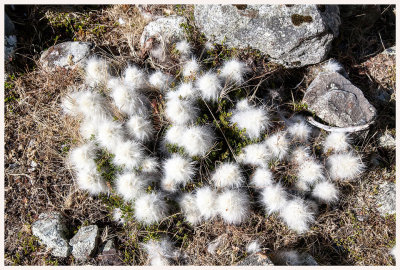 Fuzzy cactus common along the trail