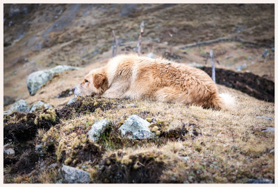 Carhuacocha dog