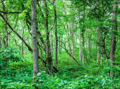 Weston Bend State Park